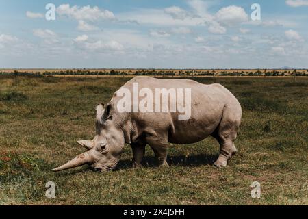 Najin one of the last two northern white rhinos at the Ol Pejeta Conservancy in Kenya Stock Photo