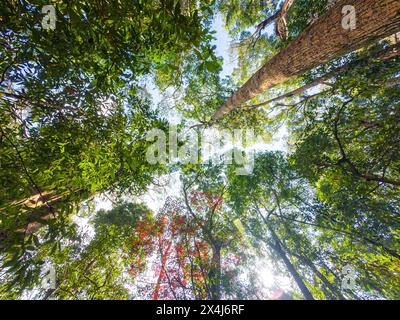 Looking up of tall perennial tree and maple tree with green foliage in tropical rainforest at nature reserve Stock Photo