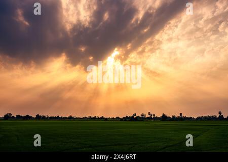 Dramatic golden sunset sky with sunbeam over rice field in countryside Stock Photo
