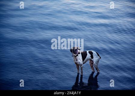 German Short Hair Pointer, Loon Lake, Stevens County, Washington state, USA Stock Photo