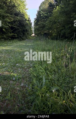 Grass path between trees with a trench in a park at sunset Stock Photo ...