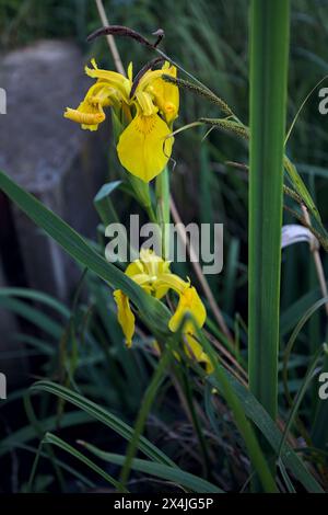 Aquatic irises in bloom with reeds seen up close Stock Photo