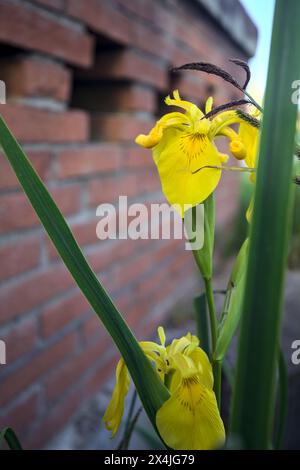 Aquatic irises in bloom with reeds seen up close Stock Photo