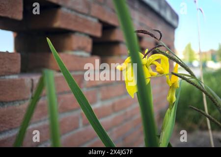 Aquatic irises in bloom with reeds seen up close Stock Photo