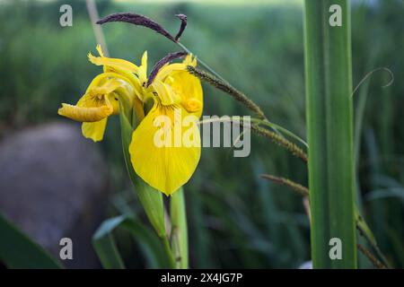 Aquatic irises in bloom with reeds seen up close Stock Photo