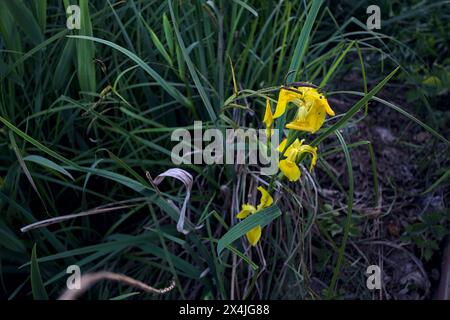 Aquatic irises in bloom with reeds seen up close Stock Photo