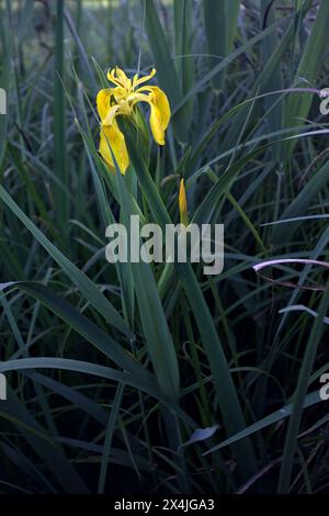 Aquatic irises in bloom with reeds seen up close Stock Photo