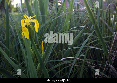 Aquatic irises in bloom with reeds seen up close Stock Photo