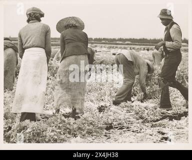 African American migrant laborers cutting celery, Belle Glade, Florida, January 1941. Vintage Historic Photography  From the US Government Security Administration Collection 1940s.  Photo Credit: Marion Post Wolcott. Stock Photo