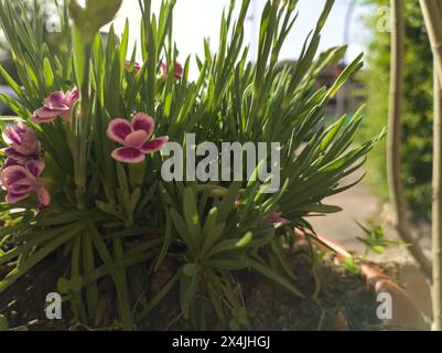 Pink carnations in a vase seen up close Stock Photo