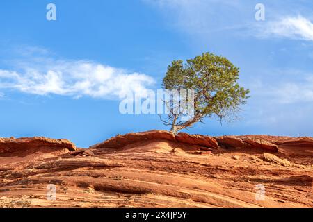 An ironwood tree growing on a sandstone ledge deep in the heart of Monument Valley, Arizona. Stock Photo