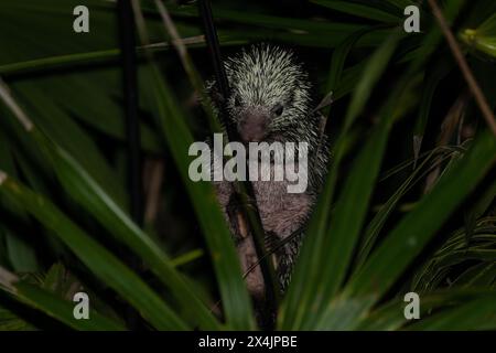 Mexican porcupine in the jungle Stock Photo