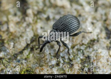 Black Locust Seed Weevil (Trichapion nigrum) Stock Photo
