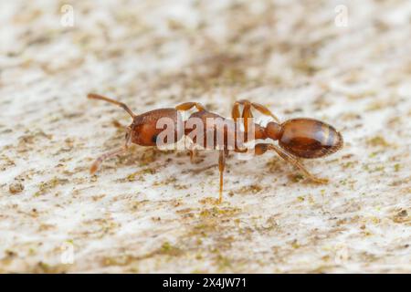 Acorn Ant (Temnothorax schaumii) Stock Photo