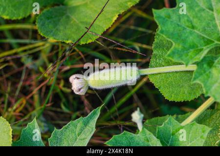 Young bottle gourd with leaves growing up in the vegetable garden Stock Photo