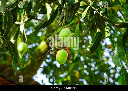 Bunch of green mangoes hanging on tree Stock Photo