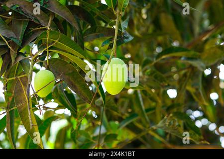 Fresh green mangoes hanging on it's tree Stock Photo