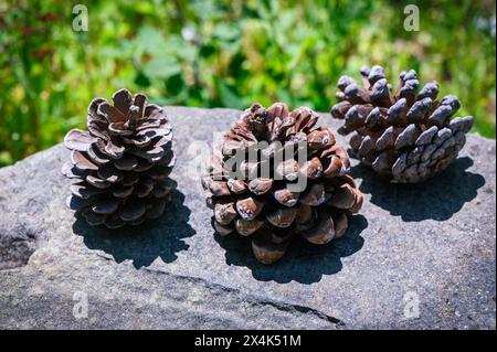 Closeup of three pine cone on gray rocks 1 Stock Photo