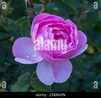 Brother Cadfael English Shrub Rose in Bloom. San Jose Municipal Rose Garden in San Jose, California. Stock Photo