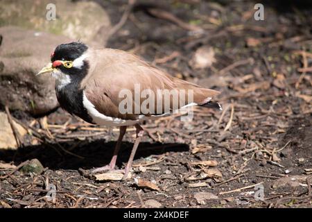 the lapwing has a black cap and broad white eye-stripe, with a yellow ...