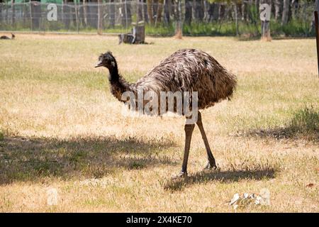 Emus are covered in primitive feathers that are dusky brown to grey-brown with black tips. The Emu's neck is bluish black and mostly free of feathers Stock Photo