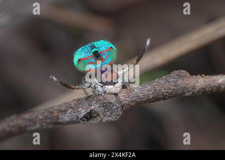 Peacock spider, Maratus mungaich, dancing to impress the female spider. Stock Photo