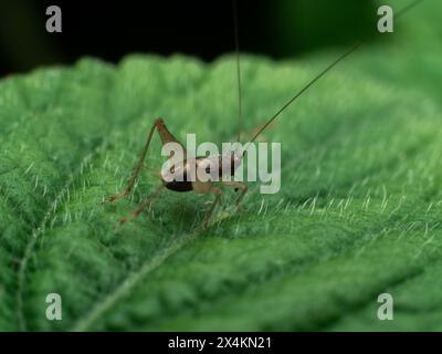 Small black bush cricket most likely from Anaxipha genus on a green leaf Stock Photo
