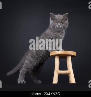 Charming blue British Shorthair cat kitten, standing up side ways with front paws on little wooden stool. Looking straight to camera with light orange Stock Photo