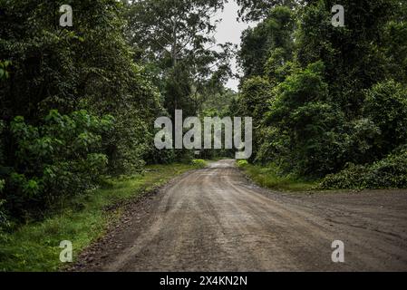 dirt road through the forest Stock Photo