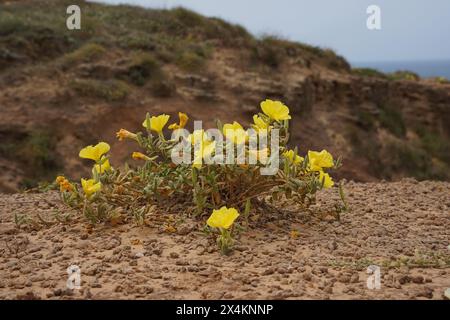 Oenothera drummondii, Beach evening-primrose flower with leaves on a sand beach. Stock Photo