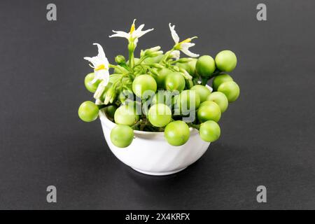 Green tiny Wild Eggplant eggplant on black background. Solanum paniculatum. Turkey Berry. Stock Photo