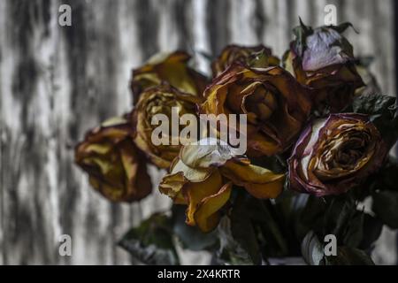 wilted yellow roses on a dark background Stock Photo