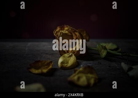 wilted yellow roses on a dark background Stock Photo