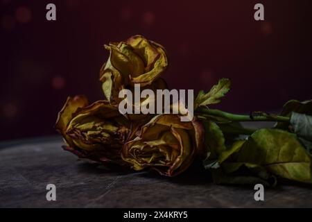 wilted yellow roses on a dark background Stock Photo