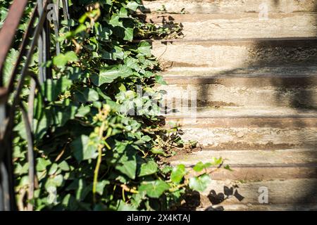 Stairs in sunny day with shadows covered with ivy plant in Old town of Tbilisi, Georgia Stock Photo