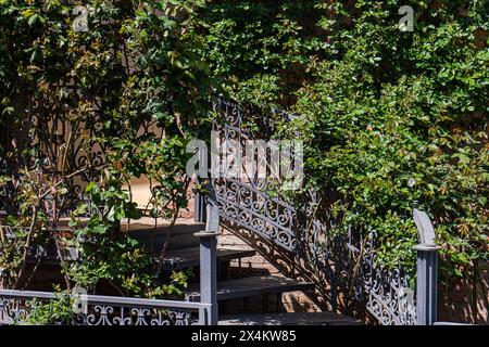 Stairs covered with ivy rose plant in sunny spring day Stock Photo