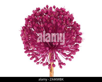 Broadleaf wild leek isolated on white background, Allium atroviolaceum Stock Photo