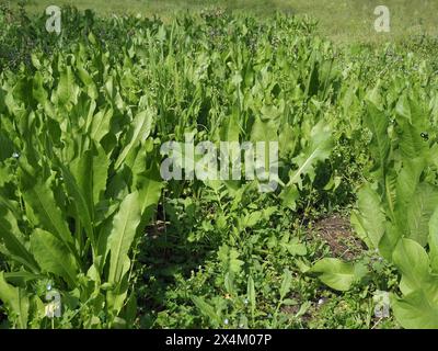 common chicory salad plant scientific name Cichorium intybus Stock Photo