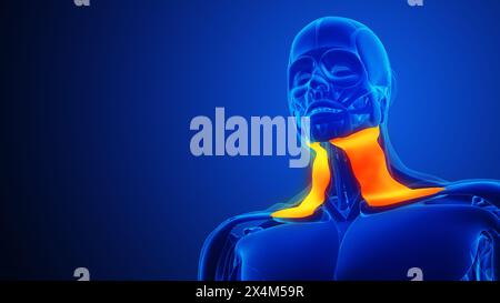 Human Body Muscular System Neck Muscles Anatomy Stock Photo