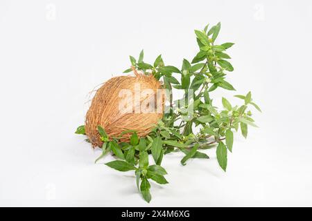 False Daisy or Eclipta Alba with Coconut. used as natural hair care. Hair Regrowth Oil, Bhringaraj Hair Oil. Stock Photo