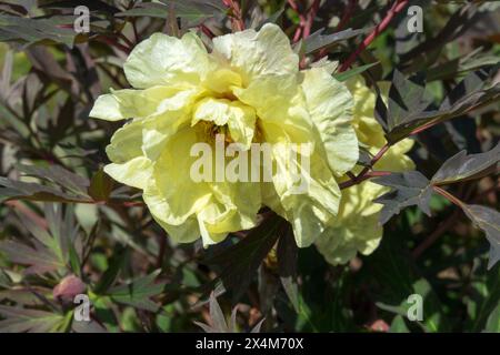 Paeonia 'Mrs Shirley Fry' Lemon Colour Pale Yellow Tree Peony Paeonia × suffruticosa Peonies Stock Photo