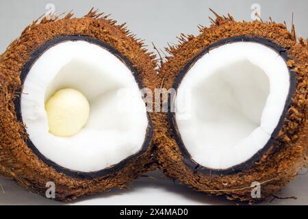 A Coconut covered with Coir or Coconut fiber which has white flesh or Coconut meat and coconut embryo inside sliced in halves. Stock Photo