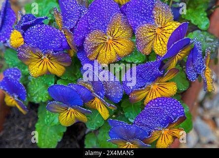 Edinburgh, Scotland, UK. 4th May 2024. Moisture globules settle on  fowers petals after overnight mist. Pictured: Petals of blue and yellow viola flowers coated in moisture globules. Temperature 11 degrees centigrade. Credit: Arch White/alamy live news. Stock Photo