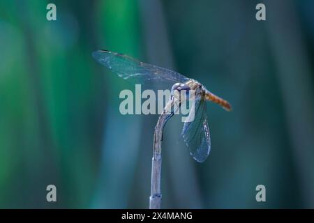 Dragonfly Sympetrum perched on reed stem in El Hondo natural park, Spain Stock Photo