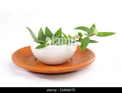 False Daisy or Eclipta Alba juice with Coconut. used as natural hair care. Hair Regrowth Oil, Bhringaraj Hair Oil. Stock Photo