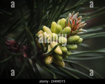 Close-up of young pine cones and needles in soft natural light, a detailed botanical image showing evergreen forest growth and natural texture Stock Photo