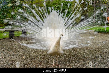 closeup of rare white peacock showing wheel-shaped tail in a park Stock Photo
