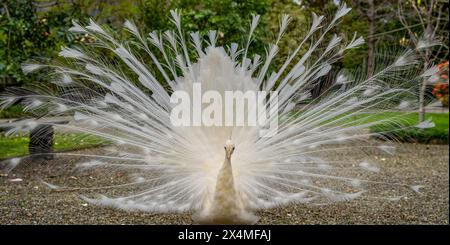 closeup of rare white peacock showing wheel-shaped tail in a park Stock Photo