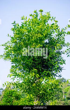 Agathis robusta (Dundathu pine, kauri pine, Queensland kauri, Australian kauri). This tree produces a high quality timber Stock Photo