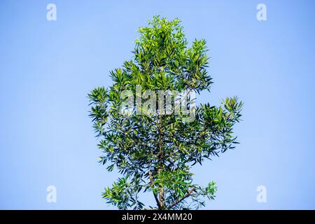 Agathis robusta (Dundathu pine, kauri pine, Queensland kauri, Australian kauri). This tree produces a high quality timber Stock Photo